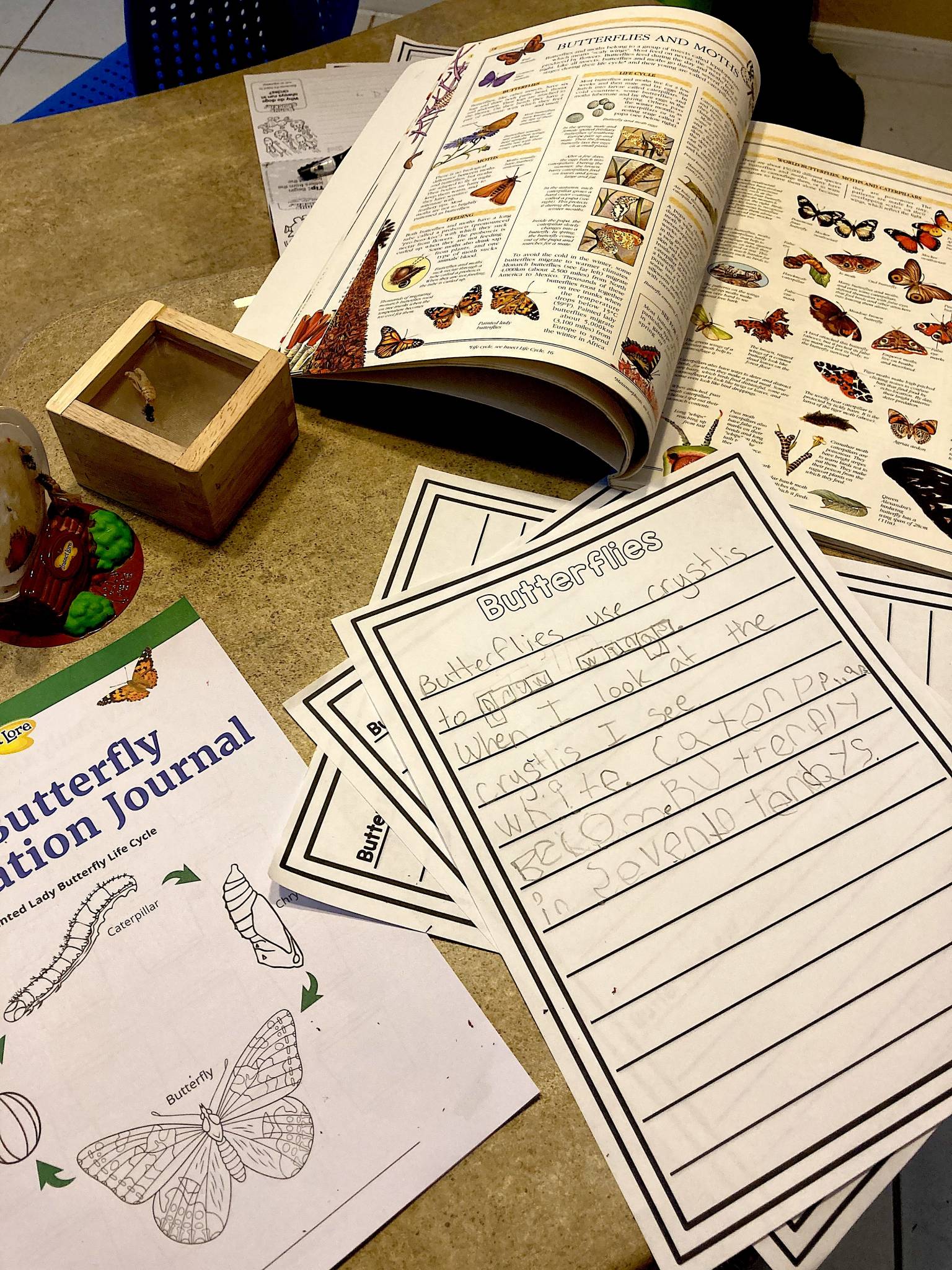 kindergarten writing butterflies autistic